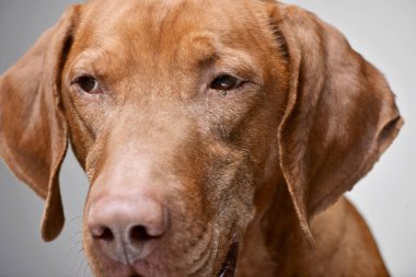 Gri arka plan üzerinde izole bir Macar sevimli vizsla (magyar vizsla) - portresi.