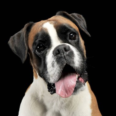 güzel genç boksör fotoğraf stüdyosu