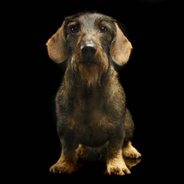 Kablolu saç dachshund portre içinde bir stüdyo