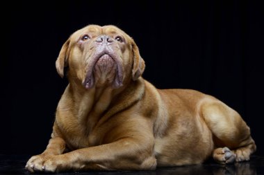 Çok güzel bir Dogue de Bordeaux siyah arka plan üzerine yalan stüdyo çekim.