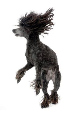 Çok güzel bir Puli iki ayak üzerinde duran, stüdyo çekim, izole beyaz.