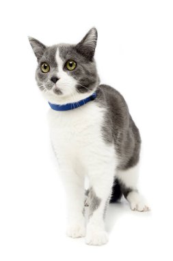 Çok güzel bir yerli kedi beyaz arka plan üzerinde oturan stüdyo çekim.