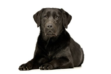 Stüdyo çekim çok güzel bir Labrador Retriever beyaz arka plan üzerinde yalan.