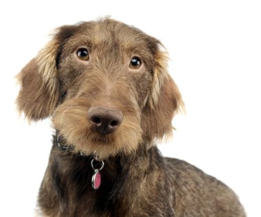 Çok güzel bir tel saçlı portresi Dachshund, atış, stüdyo beyaz izole.