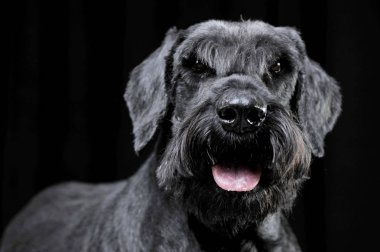 Güçlü schnauzer portre siyah arka plan