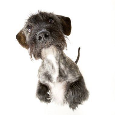İki ayak - studio vurdu, üzerinde bir çok güzel karışık doğurmak köpek duran beyaz izole.
