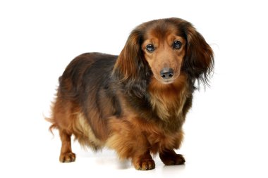 Beyaz arka plan üzerinde bir çok güzel uzun saçlı Dachshund duran stüdyo çekim.