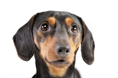 Çok güzel bir Dachshund - atış, stüdyo portresi üzerine beyaz izole.