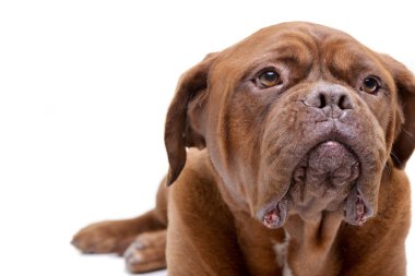 Bir çok güzel Dogue de Bordeaux - beyaz arka plan üzerinde izole portresi.