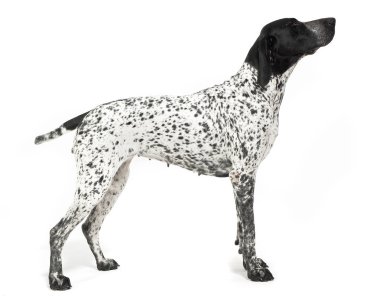 Alman çoban köpeği beyaz studio standart