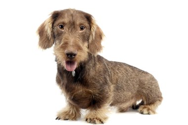 Stüdyo çekim çok güzel bir tel saçlı Dachshund beyaz arka plan üzerinde oturan.