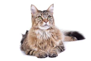 Bir sevimli tekir kedi beyaz arka plan üzerinde yalan stüdyo çekim.