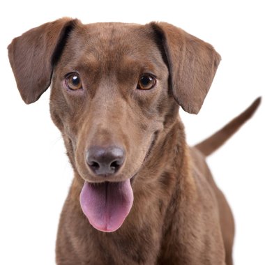 Bir çok güzel karışık doğurmak köpek - atış, stüdyo portresi üzerine beyaz izole.