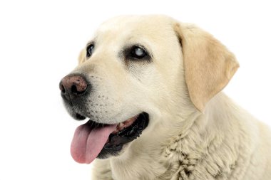 Bir çok güzel kör Labrador geri almak, atış, stüdyo portresi üzerine beyaz izole.