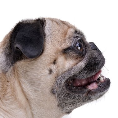 Çok güzel bir paspas portresi (veya Pug) - stüdyo çekim, beyaz izole.