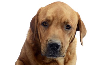 Labrador retriever portre beyaz arka plan Studio