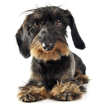 güzel dachshund beyaz bir stüdyoda rahatlatıcı