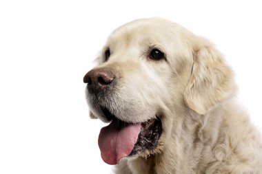 Çok güzel bir Golden Retriever - atış, stüdyo portresi üzerine beyaz izole.