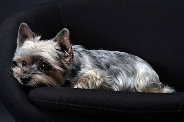Yorkshire Terrier portre karanlık bir stüdyoda 
