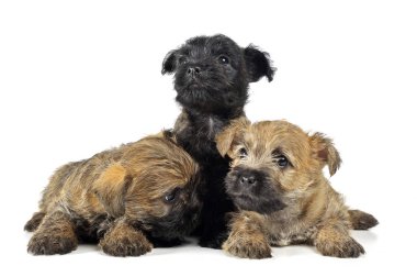 Grup beyaz köpek yavrusu cairn terrier's vardır