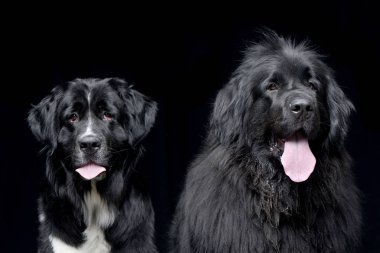 İki sevimli Newfoundland köpek siyah arka plan üzerine izole - stüdyo çekim.