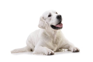 Stüdyo çekim bir sevimli Golden Retriever beyaz arka plan üzerinde yalan.