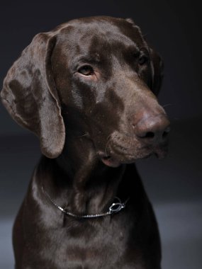 Karanlık bir photostudio Alman işaretçi dikey