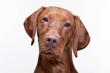 Bir çok güzel Macar Vizsla - beyaz arka plan üzerinde izole portresi.