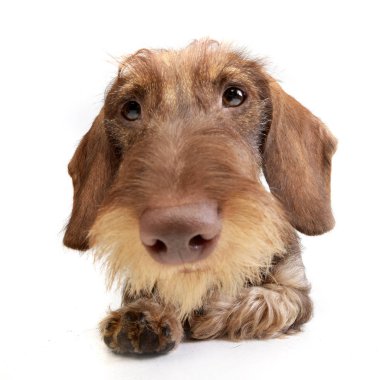 Çok güzel bir Dachshund - studio vurdu, geniş açı portresi üzerine beyaz izole.