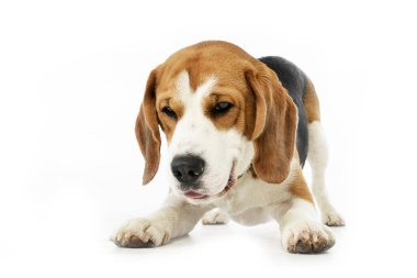 Beyaz arka plan üzerinde oturan bir sevimli Beagle stüdyo çekim.