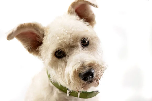 Portrait Adorable Mixed Breed Dog Studio Shot Isolated White — Stock Photo, Image