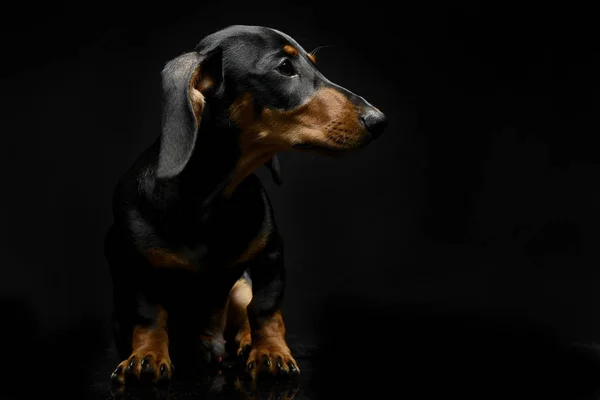Puppy Gravhund Portræt Mørkt Studie - Stock-foto