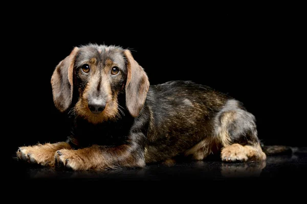 Estudio Adorable Dachshund Tumbado Sobre Fondo Negro — Foto de Stock