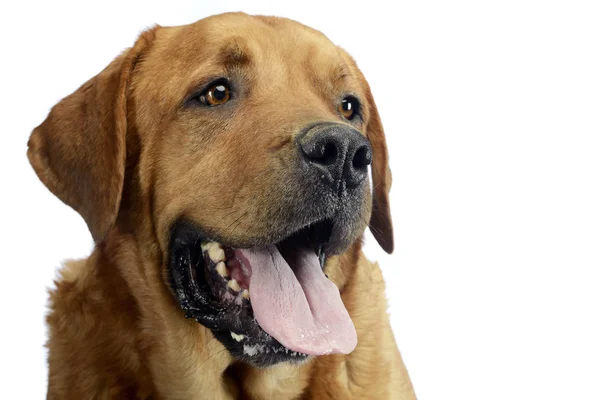 Labrador Retriever Portret Tle Studio — Zdjęcie stockowe