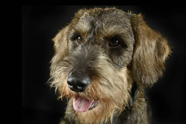 Lindo Filhote Cachorro Com Fio Cabelo Dachshund Retrato Estúdio Fotos — Fotografia de Stock