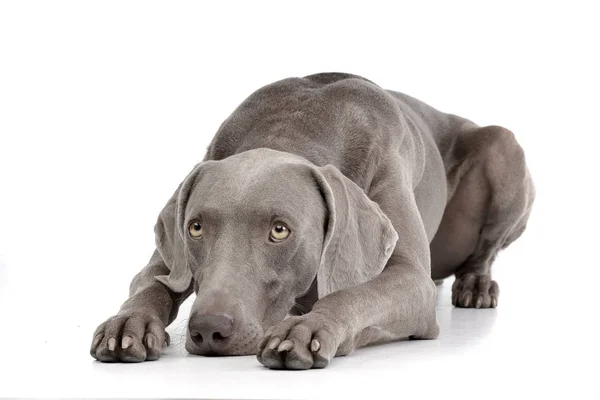 Beyaz arka plan üzerinde yalan bir sevimli Weimaraner stüdyo çekim.
