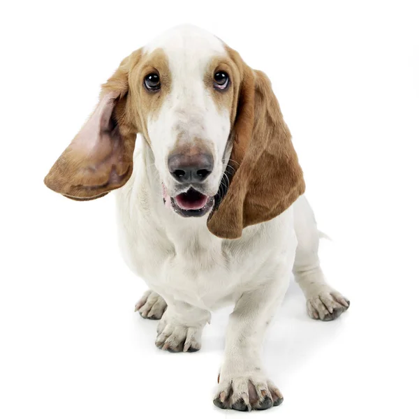 Estudio Adorable Sabueso Basset Sentado Sobre Fondo Blanco — Foto de Stock