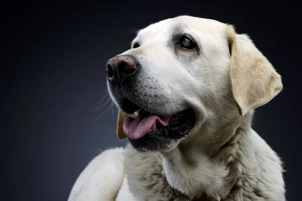 Retrato Adorável Cego Labrador Retriever Tiro Estúdio Isolado Preto — Fotografia de Stock