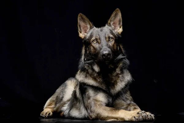 Studio Shot Van Een Schattig Duitse Herder Liggend Zwarte Achtergrond — Stockfoto