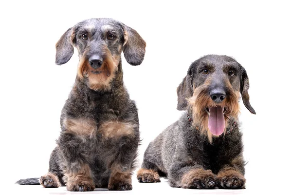 Estúdio Tiro Dois Adorável Dachshund Sentado Sobre Fundo Branco — Fotografia de Stock