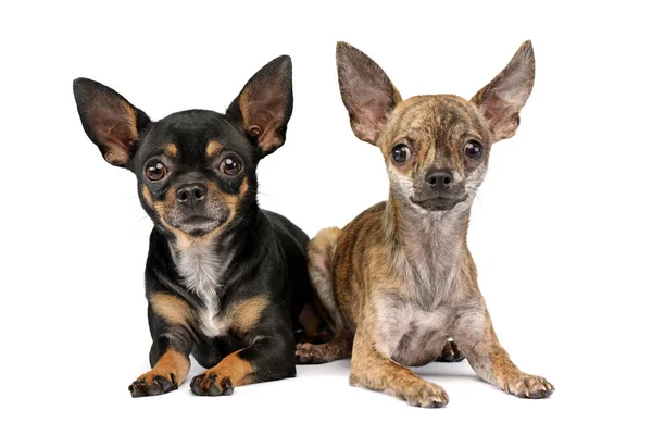 Estúdio Tiro Dois Adoráveis Cabelos Curtos Chihuahua Deitado Sobre Fundo — Fotografia de Stock