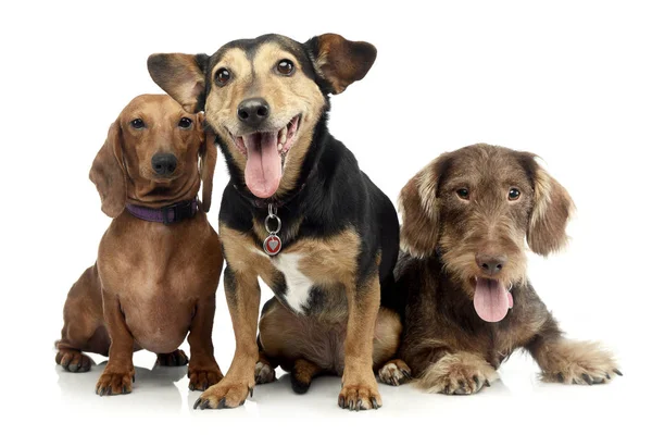 İki sevimli Dachshund ve beyaz arka plan üzerinde oturan karışık doğurmak köpek stüdyo çekim.