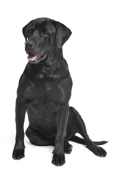 Black Labrador Retriever Sentado Estúdio Branco — Fotografia de Stock
