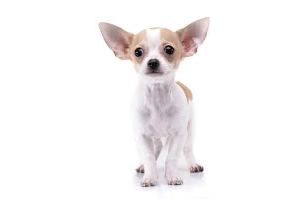 Studioaufnahme Eines Entzückenden Chihuahua Welpen Auf Weißem Hintergrund — Stockfoto