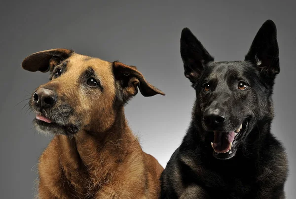 Karışık doğurmak köpek fotoğraf stüdyosu