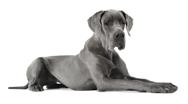 Great Dane Liggend Een Witte Studio Vloer — Stockfoto