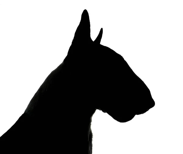 Silhueta Bull Terrier Estúdio Fotos Branco — Fotografia de Stock