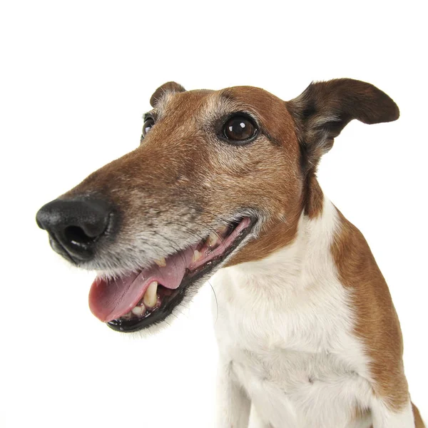 Jack Russell Terrier Vad Szögben Álló Fehér Stúdió — Stock Fotó