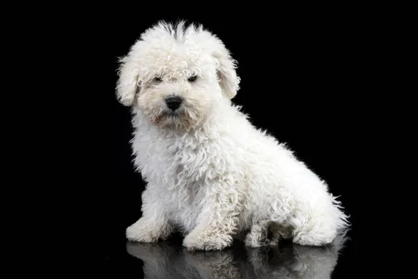 Estúdio Tiro Cão Bonito Puli Sentado Fundo Preto — Fotografia de Stock