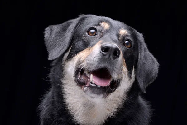 Portrait Adorable Mixed Breed Dog Isolated Black Background — Stock Photo, Image